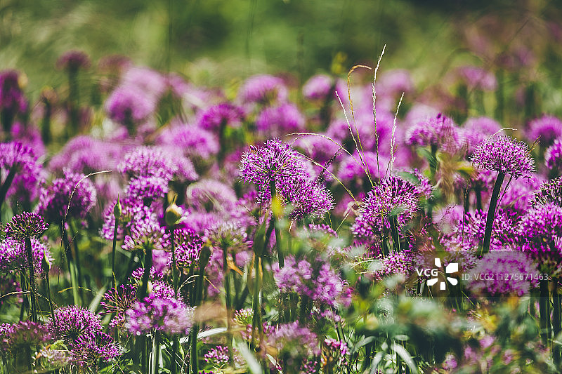 紫色的韭菜花图片素材