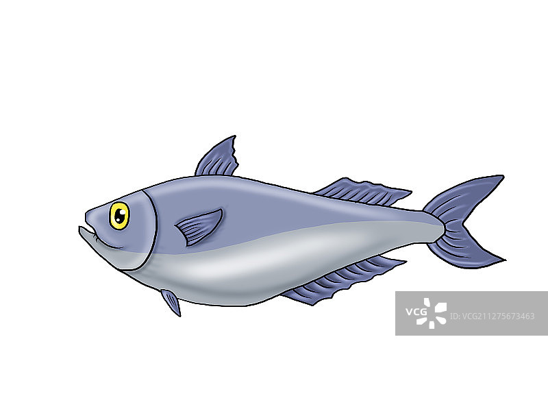 食材，食物，海鱼，煎鸡蛋，汉堡包，南瓜，乌贼，海虹图片素材