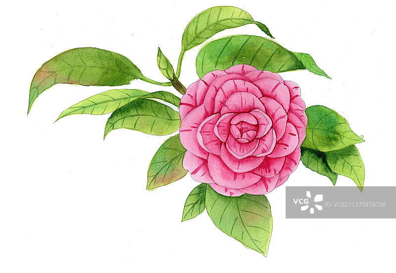 手绘水彩山茶花花卉插花插画图片素材