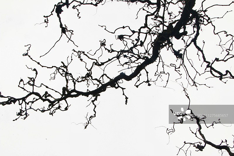 Branches图片素材