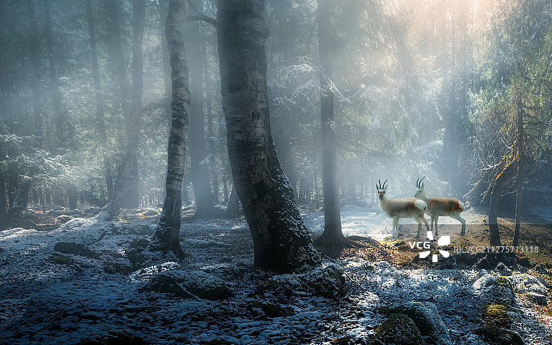 林中精灵图片素材