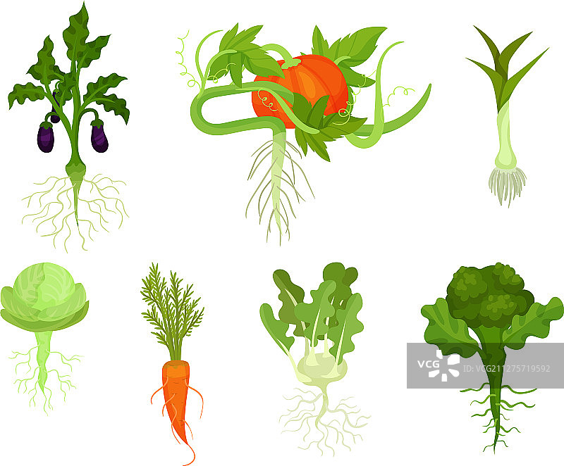 带根的蔬菜图片素材