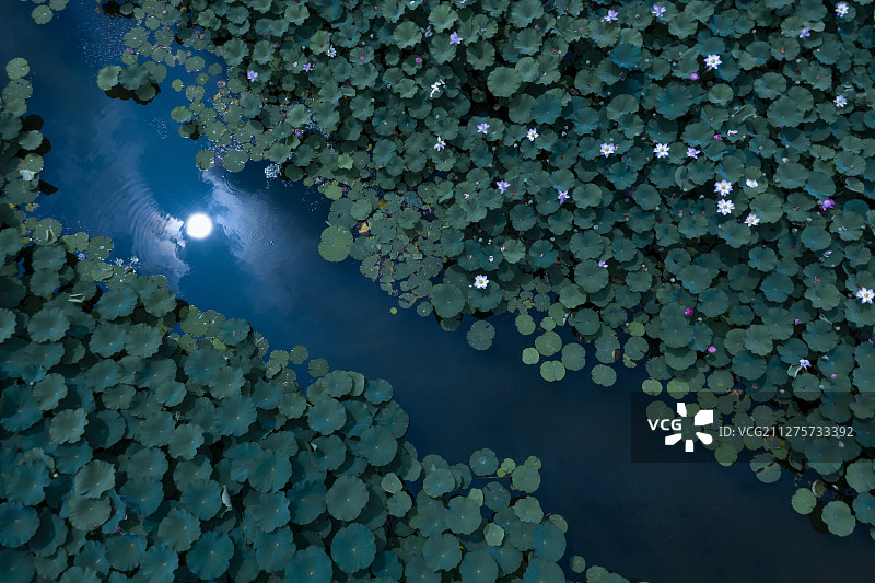 荷塘月色图片素材