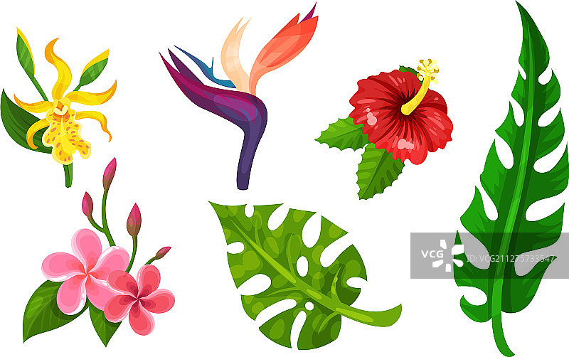 不同的热带植物组合图片素材