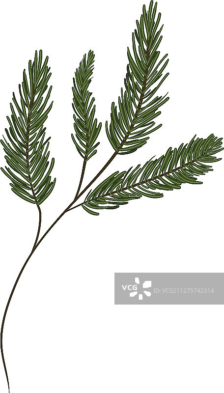 冬季和圣诞节树叶设计图片素材