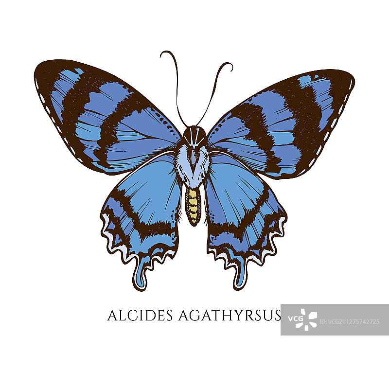 手绘彩色燕蛾合集图片素材