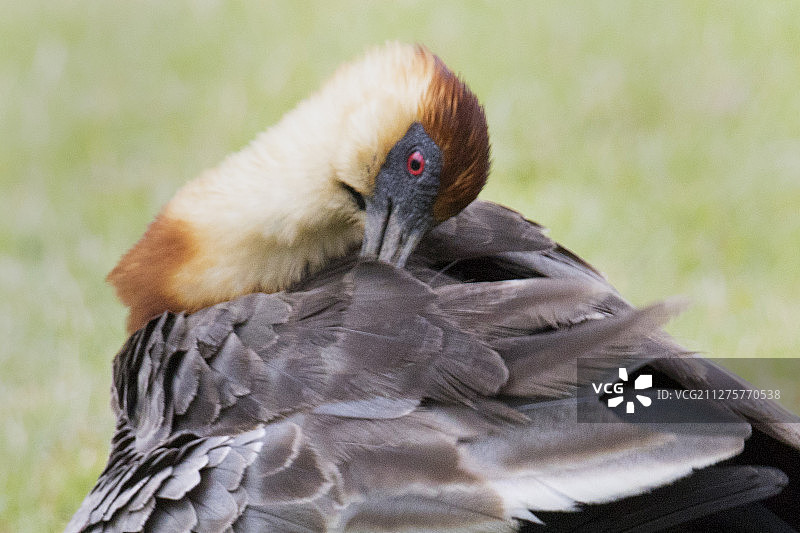 红肩䴉梳理羽毛特写图片素材