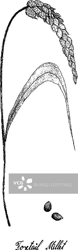 手绘白色背景下的成熟谷穗图片素材