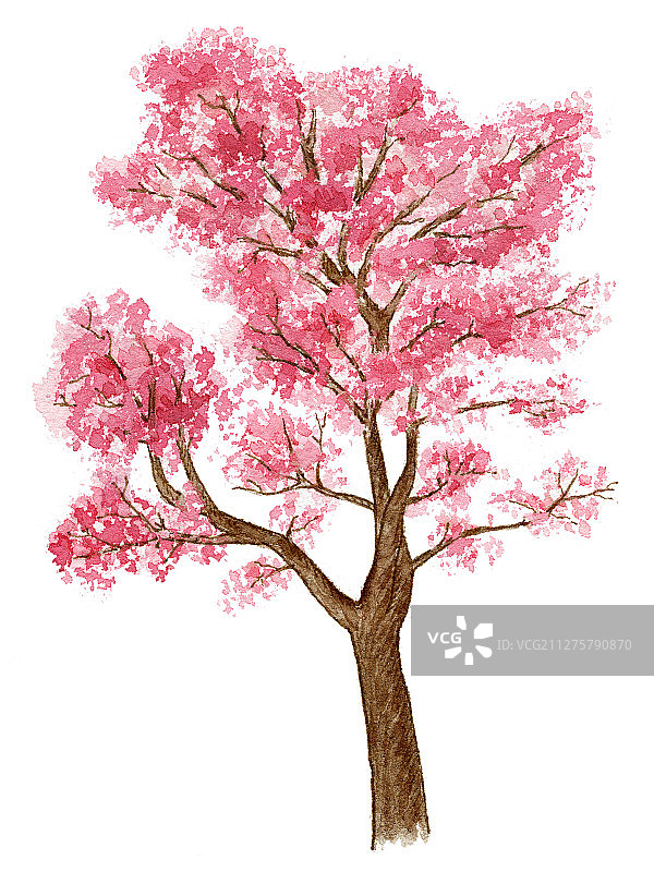 手绘钢笔淡彩粉色樱花树植物树木图片素材