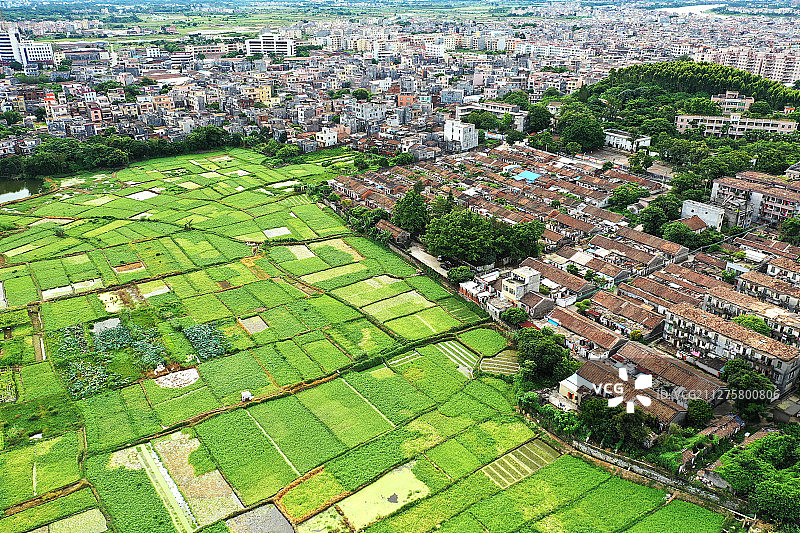 农田与村庄+广东省阳江市江城区图片素材