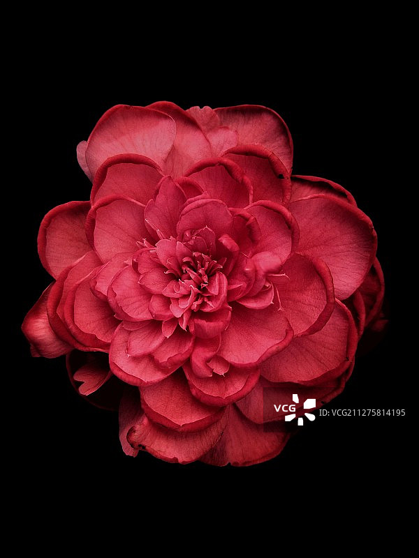 红色茶花图片素材