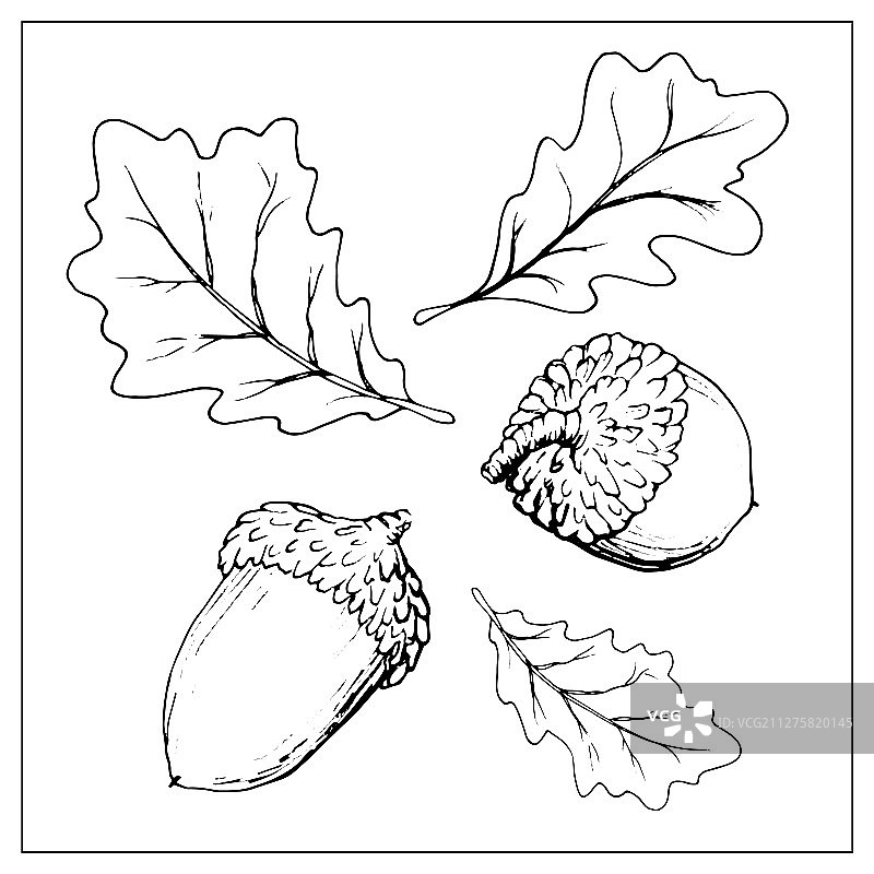 白色背景上的橡子图标图片素材