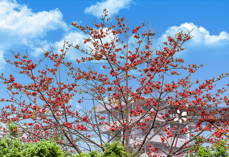 英雄广场的木棉花，背景的天线是东较场的电信局！图片素材