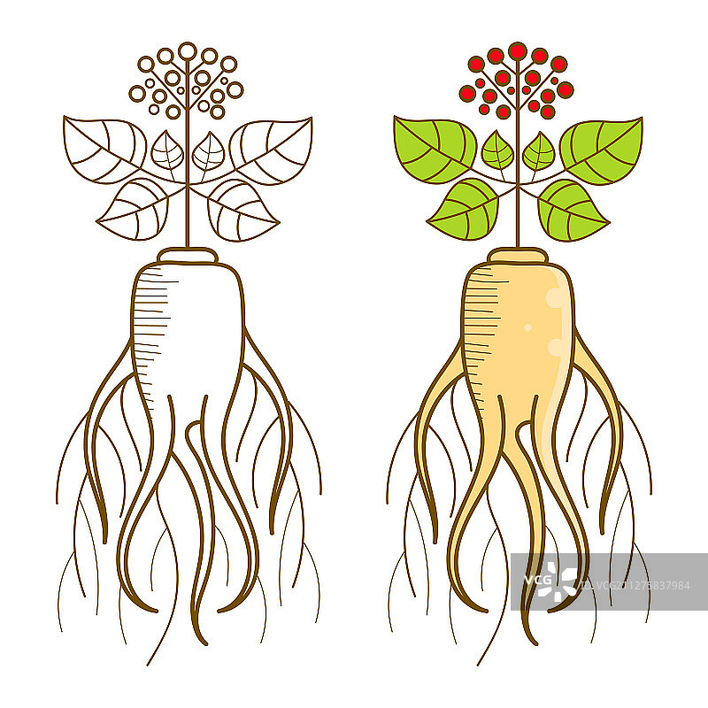 人参根和部分植物设计图片素材