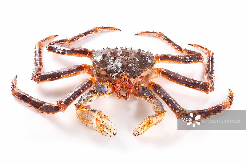 雪蟹图片素材