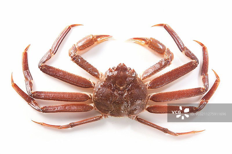 雪蟹图片素材