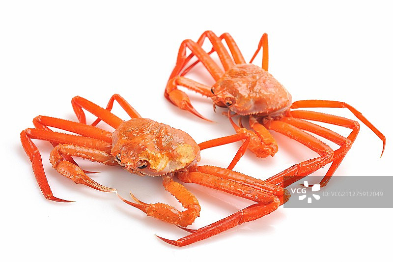 雪蟹图片素材