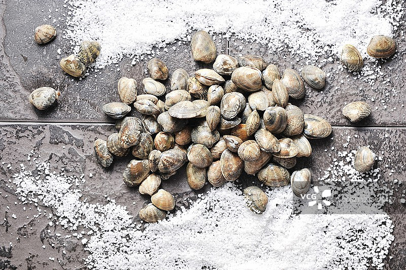 贝类：马尼拉蛤蜊图片素材
