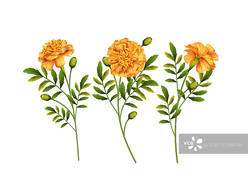 万寿菊图片素材