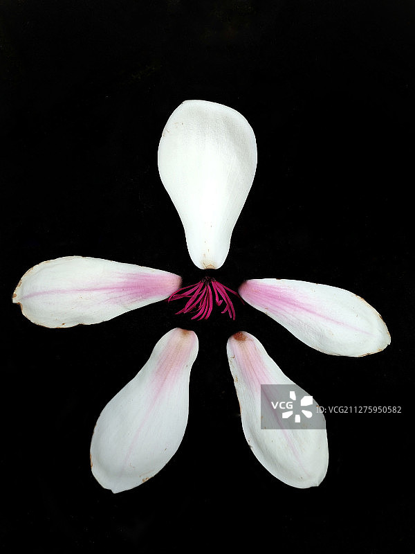 花瓣儿摆弄图片素材