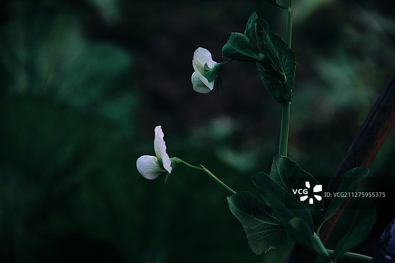 豌豆花图片素材