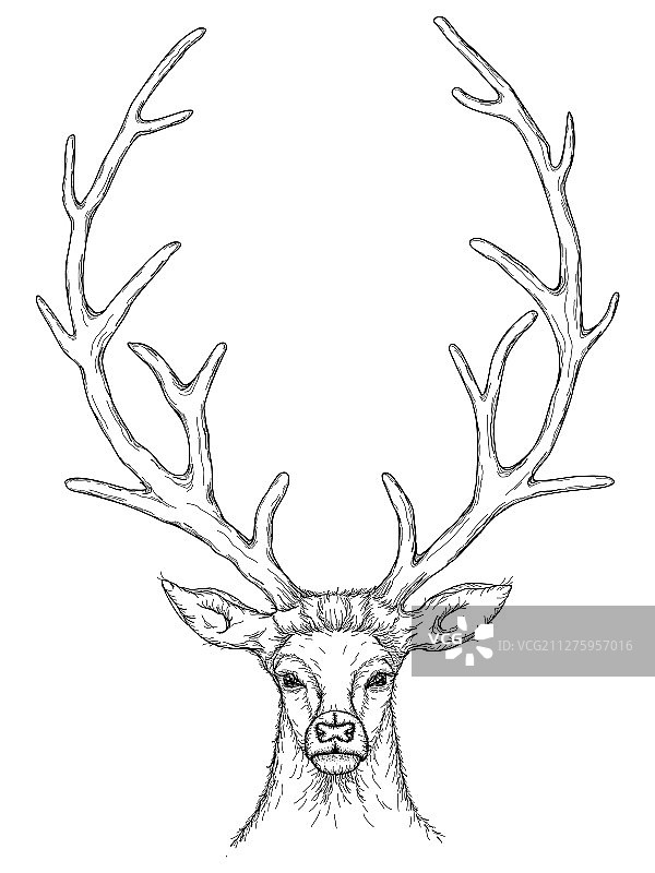 美丽的鹿速写图片素材
