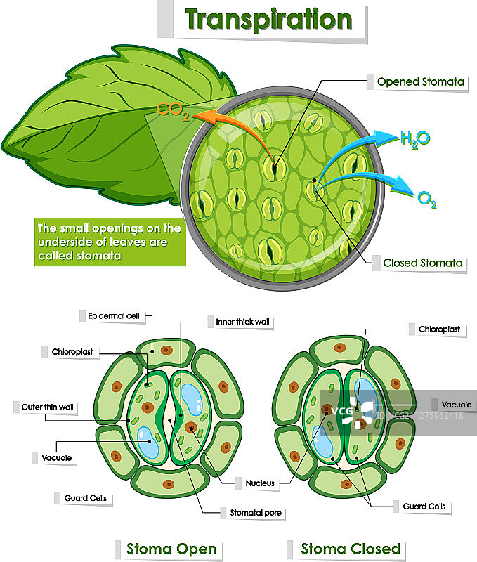 显示植物细胞细节的示意图图片素材