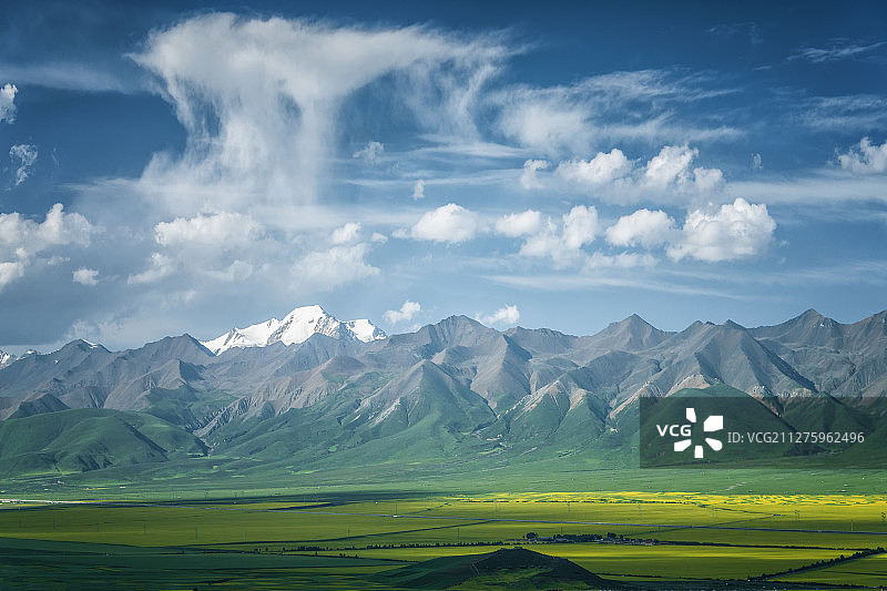 门源油菜花图片素材