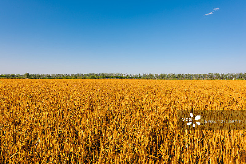 小麦地图片素材