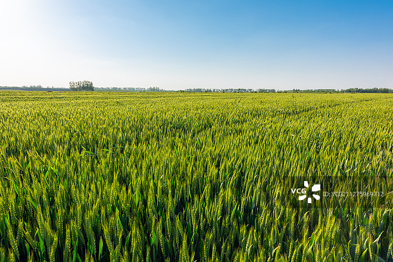 小麦地图片素材