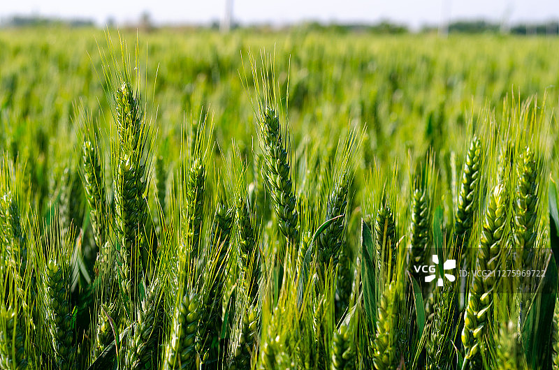 小麦地图片素材