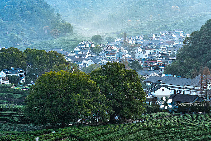 杭州西湖龙井茶园图片素材