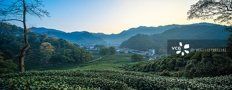 杭州西湖龙井茶园图片素材
