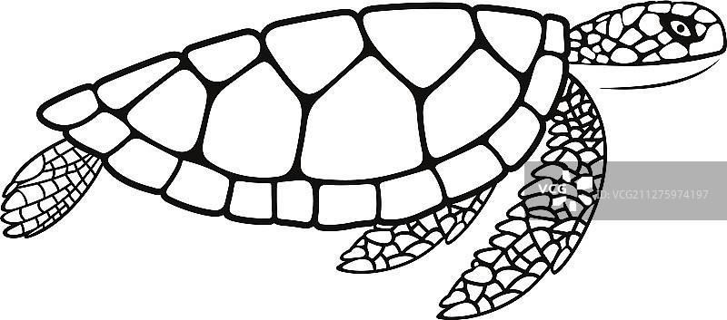 乌龟图片素材