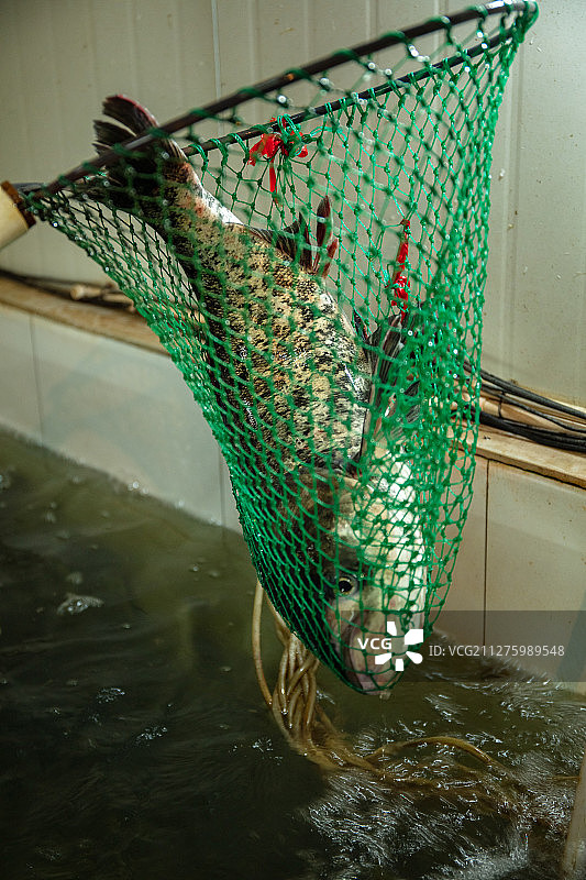 网兜花鲢胖头鱼图片素材