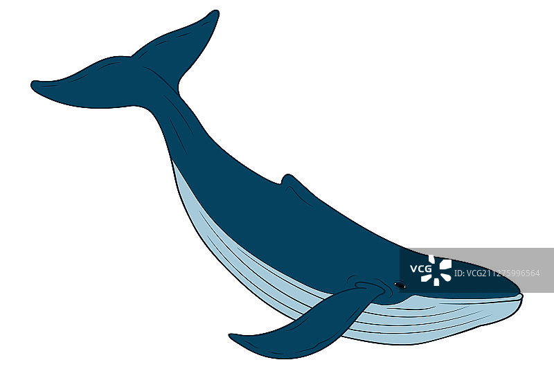 卡通风格鲸鱼图片素材