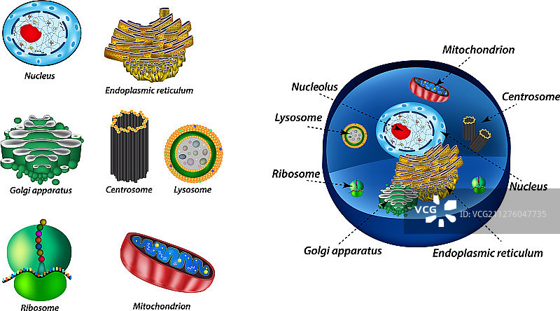 细胞器结构人体细胞合集图片素材