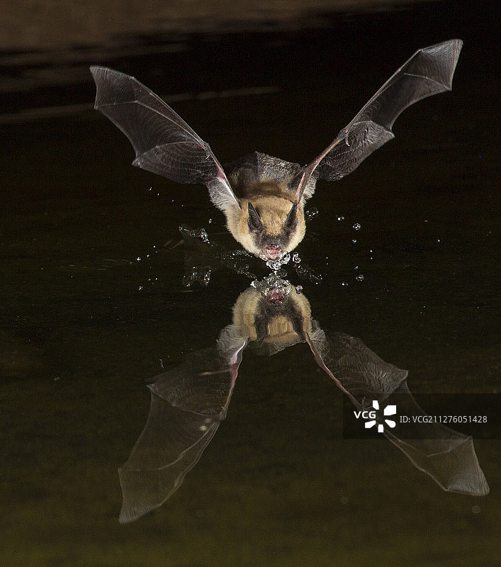 大棕色蝙蝠图片素材