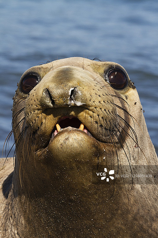 北方象海豹图片素材