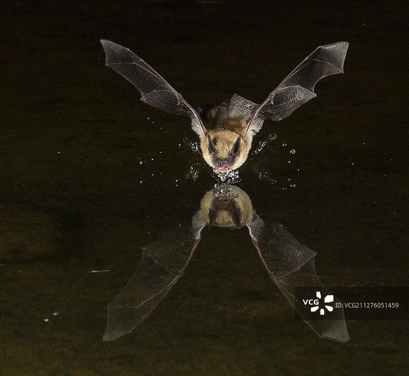 大棕色蝙蝠图片素材