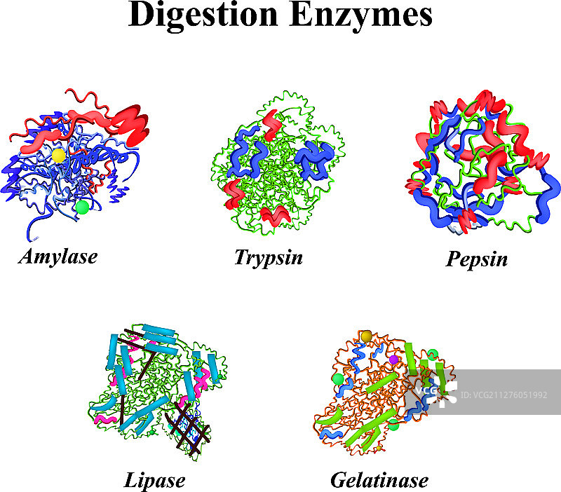 消化酶化学分子式图片素材