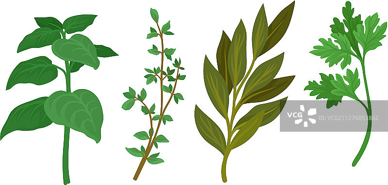 烹饪用香草图片素材