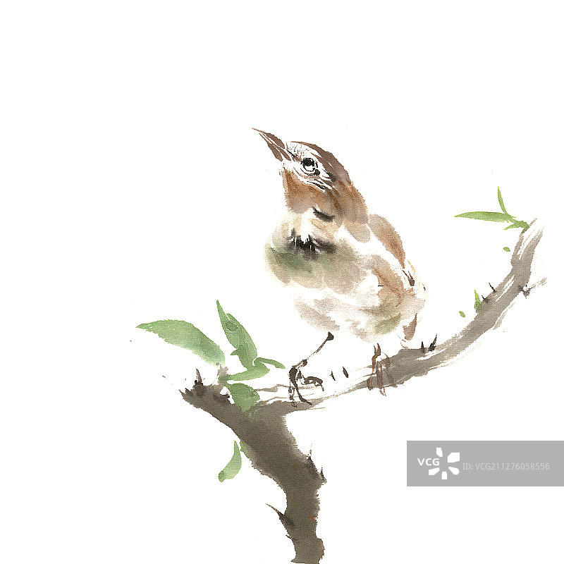 树枝上的小鸟图片素材