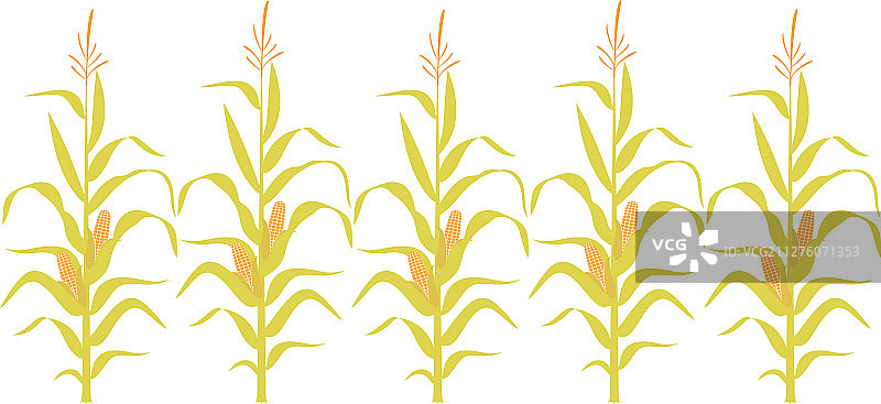 玉米秆图片素材