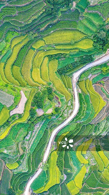秋染大地 台州黄坦梯田图片素材