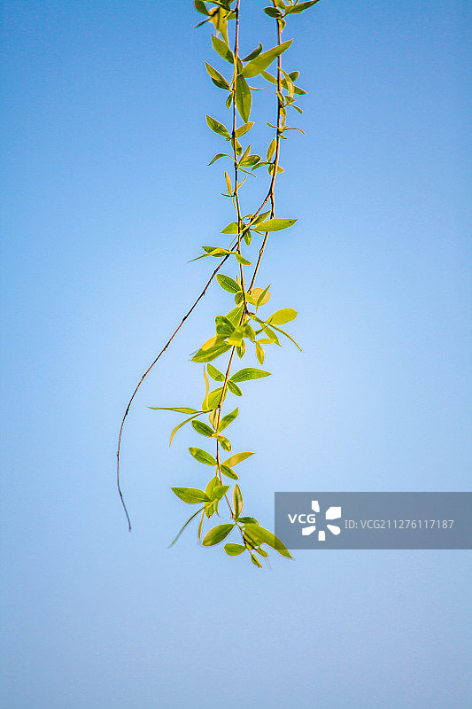 柳条图片素材