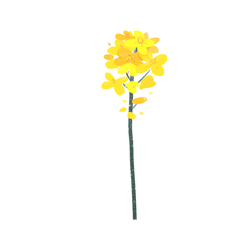 春天的花朵植物图片素材