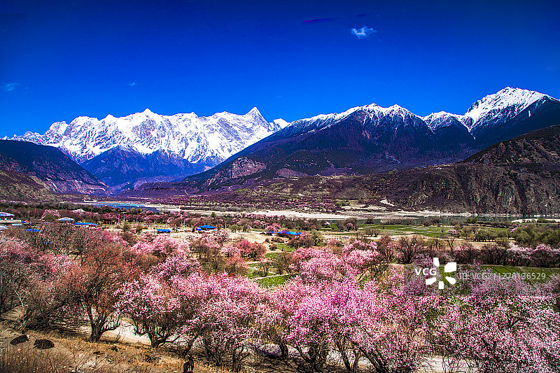 三月林芝桃花盛开图片素材