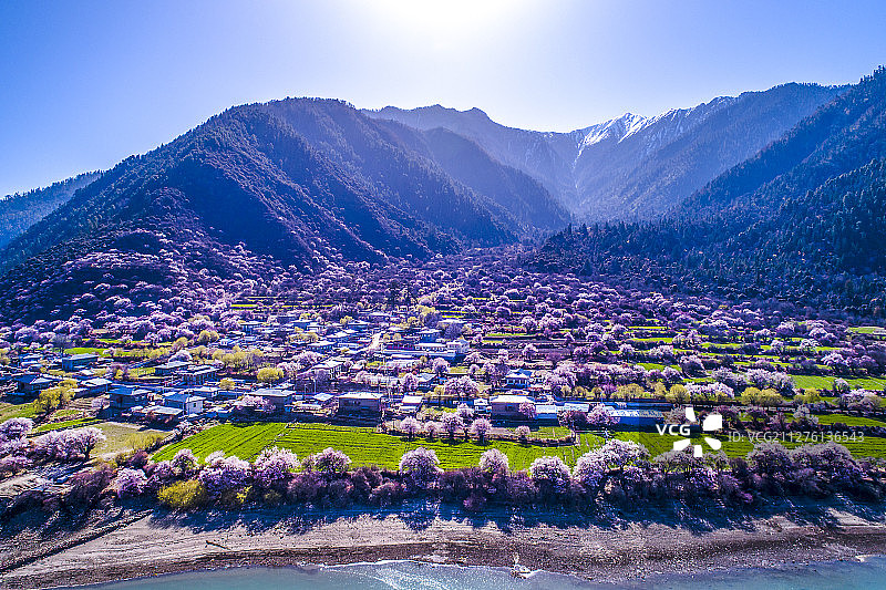 三月林芝桃花盛开图片素材