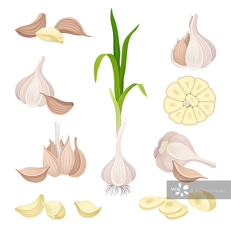 完整大蒜及其组成部分图片素材